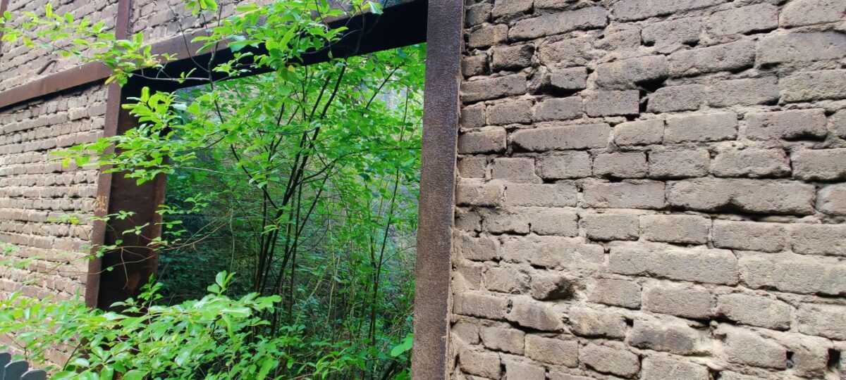 Duisburg Wilde Natur in Landschaftspark Nord