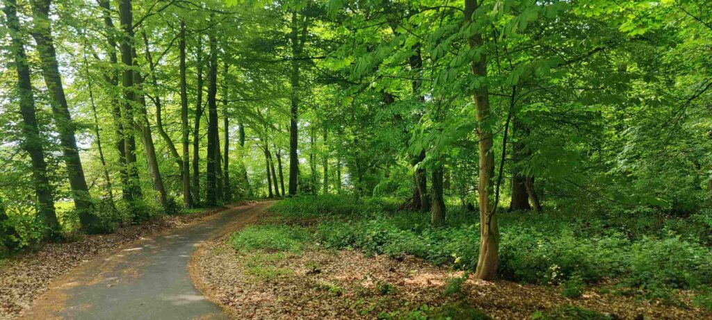 שביל אופניים ביער