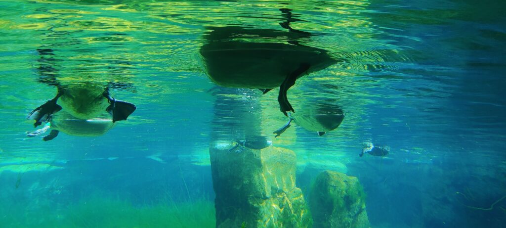 מבט אלטרנטיבי על גן החיות המיוחד של ברמרהפן