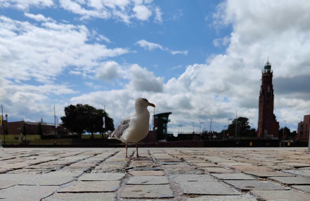 שחף. הנמל של ברמרהפן