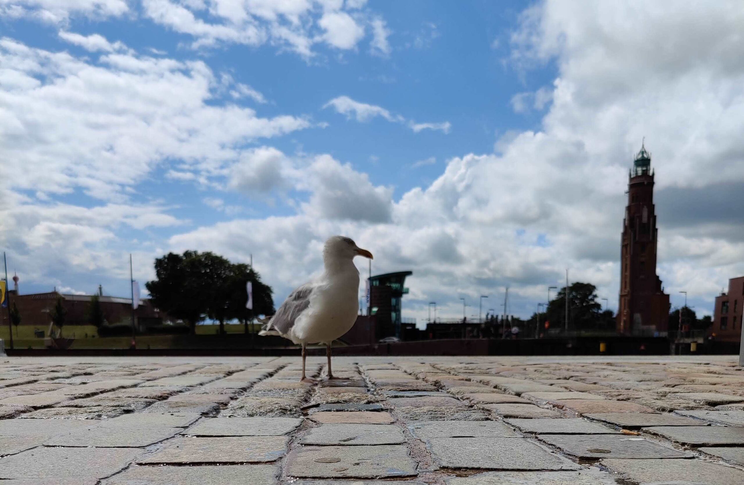 שחף. הנמל של ברמרהפן